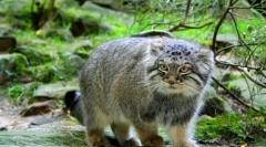Manul (fotografija): prost steppe puščavnik ali srčkan hišni ljubljenček?